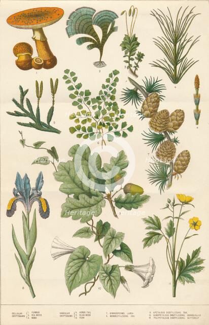 Botanical illustration, c1880s. Creator: Vincent Brooks Day & Son.
