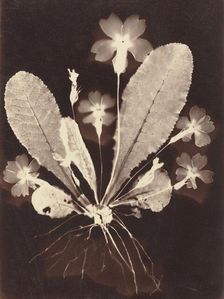 Botanical Photogram, 1860s. Creator: Unknown