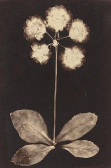 Botanical Photogram, 1860s. Creator: Unknown
