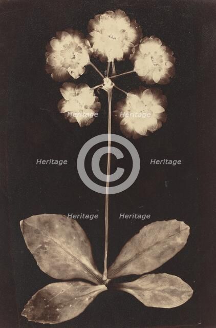 Botanical Photogram, 1860s. Creator: Unknown.