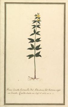 Botanical Study of a type of Yellow Gentian (genus Gentiana Major)..., ca. 1820. Creator: Anon