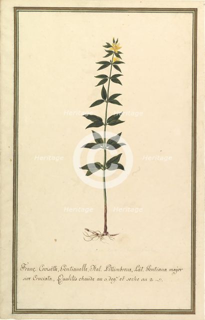 Botanical Study of a type of Yellow Gentian (genus Gentiana Major)..., ca. 1820. Creator: Anon.