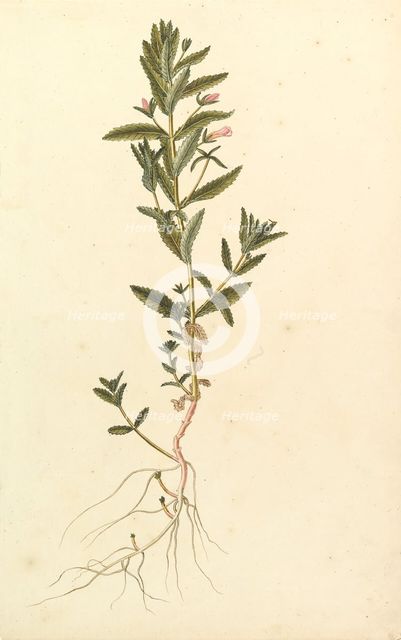 Botanical Study, ca. 1820. Creator: Anon.