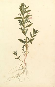 Botanical Study, ca. 1820. Creator: Anon
