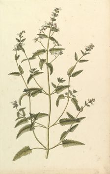 Botanical Study with a Species of the Nettle Family (genus Urtica), ca. 1820. Creator: Anon