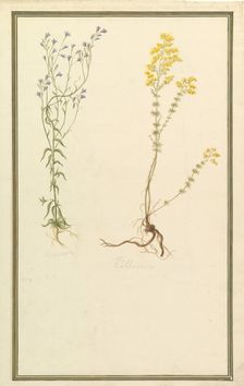 Botanical Studies, ca. 1820. Creator: Anon
