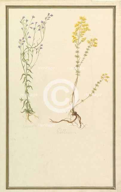 Botanical Studies, ca. 1820. Creator: Anon.
