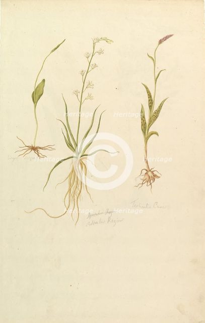 Botanical Studies (recto); Botanical Studies (verso), ca. 1820. Creator: Anon.
