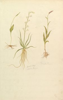 Botanical Studies (recto); Botanical Studies (verso), ca. 1820. Creator: Anon