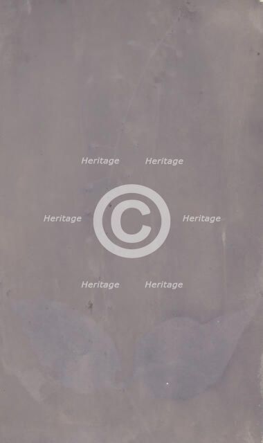 [Botanical Specimen], ca. 1835. Creator: William Henry Fox Talbot.