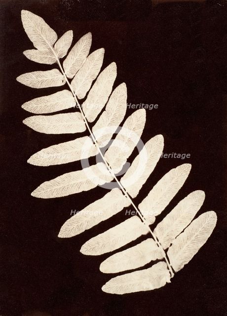 Botanical Specimen: Fern, 1855-60. Creator: Unknown.