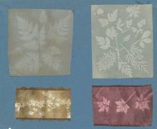 [Botanical Specimens], ca. 1841. Creator: Attributed to Robert Hunt (British, 1807-1887)