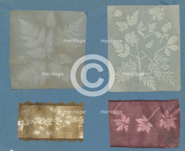 [Botanical Specimens], ca. 1841. Creator: Attributed to Robert Hunt (British, 1807-1887).