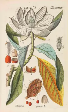Botanisches Handbuch, 1808. Creator: Schkuhr, Christian (1741-1811)