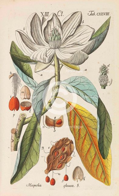 Botanisches Handbuch, 1808. Creator: Schkuhr, Christian (1741-1811).