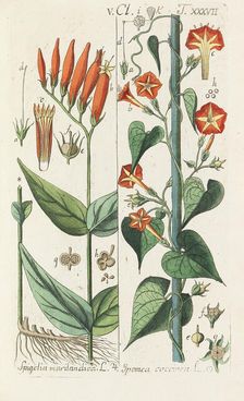 Botanisches Handbuch, 1808. Creator: Schkuhr, Christian (1741-1811)