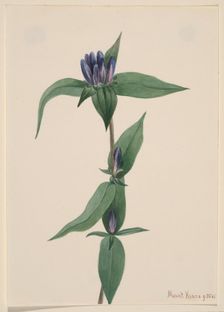 Bottle Gentian (Gentiana saponaria), 1905. Creator: Mary Vaux Walcott