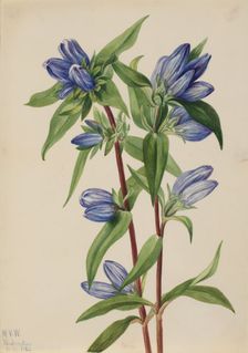 Bottle Gentian (Gentiana saponaria), 1924. Creator: Mary Vaux Walcott