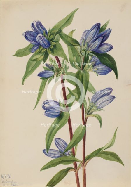 Bottle Gentian (Gentiana saponaria), 1924. Creator: Mary Vaux Walcott.