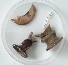 Bottle Rim Fragments, Coptic, 4th century. Creator: Unknown