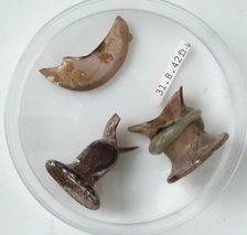 Bottle Rim Fragments, Coptic, 4th century. Creator: Unknown