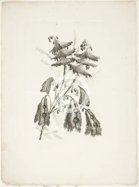 Bouquet, from Collection of New Flowers of Taste for the Manufacture of Persian Cloth..., 1765/70. Creator: Johann Heinrich Hess.