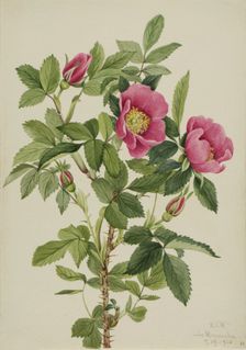 Bourgeau Rose (Rosa bourgeauiana), 1920. Creator: Mary Vaux Walcott