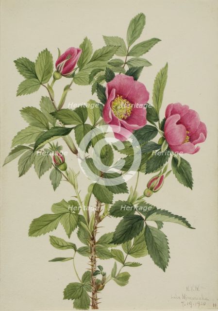 Bourgeau Rose (Rosa bourgeauiana), 1920. Creator: Mary Vaux Walcott.