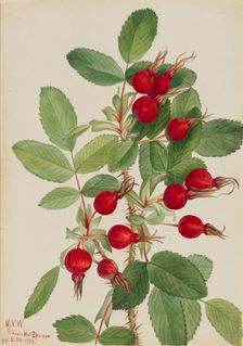 Bourgeau Rose (Rosa bourgeauiana), 1923. Creator: Mary Vaux Walcott