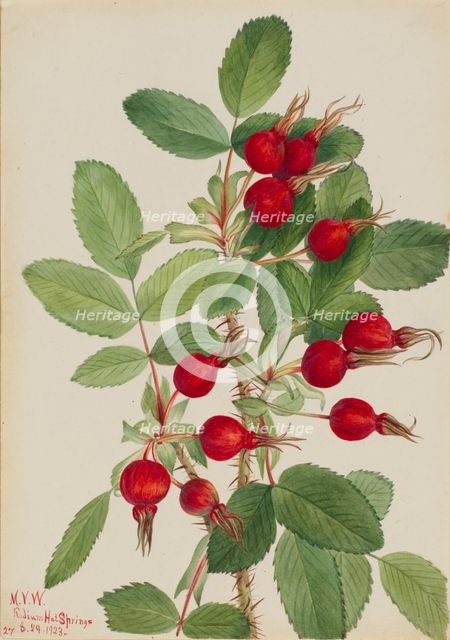 Bourgeau Rose (Rosa bourgeauiana), 1923. Creator: Mary Vaux Walcott.