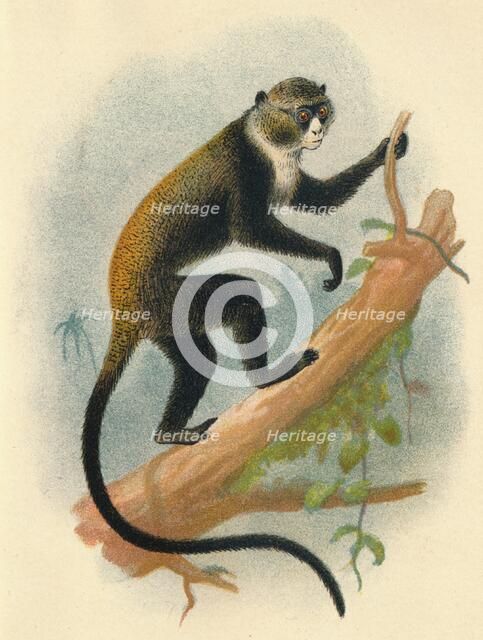 'Boutourlini's Gernon', 1897. Artist: Henry Ogg Forbes.