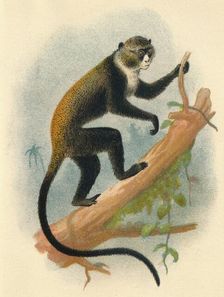 Boutourlini's Gernon 1897. Artist: Henry Ogg Forbes