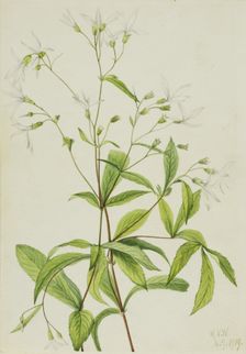 Bowmansroot (Porteranthus trifoliatus), 1919. Creator: Mary Vaux Walcott