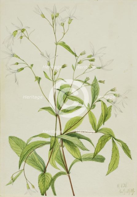 Bowmansroot (Porteranthus trifoliatus), 1919. Creator: Mary Vaux Walcott.