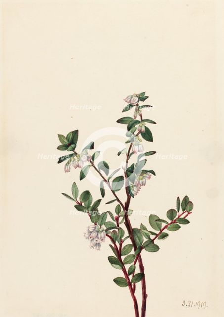Box Huckleberry (Gaylussacia brachycera), 1919. Creator: Mary Vaux Walcott.