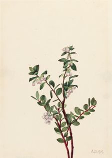 Box Huckleberry (Gaylussacia brachycera), 1919. Creator: Mary Vaux Walcott