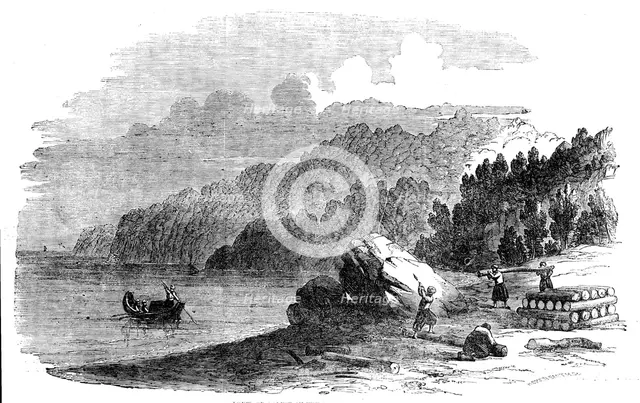 Boxwood Forest on the Shores of the Black Sea, 1858. Creator: Harvey Orrin Smith.