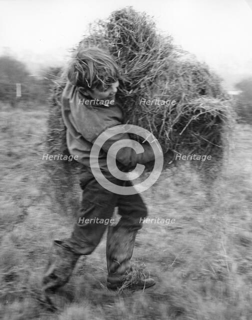 Boy carrying hay, c1960s.