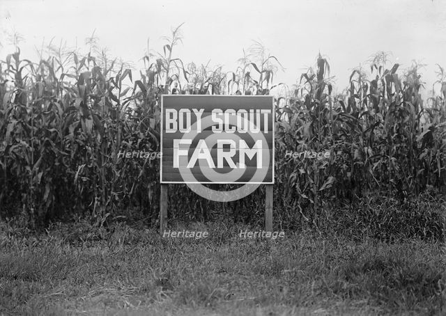 Boy Scouts, Boy Scout Farm, 1917. Creator: Harris & Ewing.