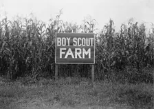 Boy Scouts, Boy Scout Farm, 1917. Creator: Harris & Ewing