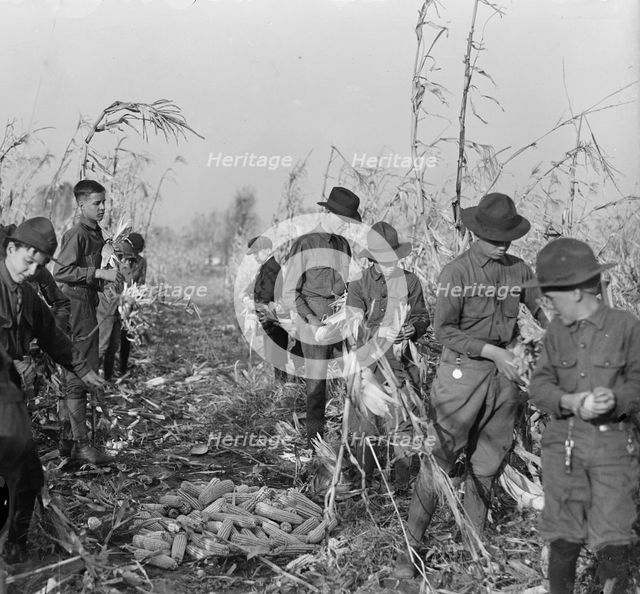 Boy Scouts, Boy Scout Farm, 1917. Creator: Harris & Ewing.
