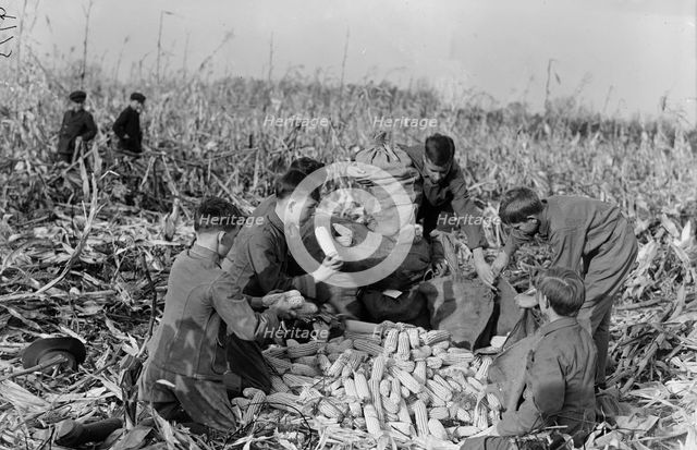 Boy Scouts, Boy Scout Farm, 1917. Creator: Harris & Ewing.