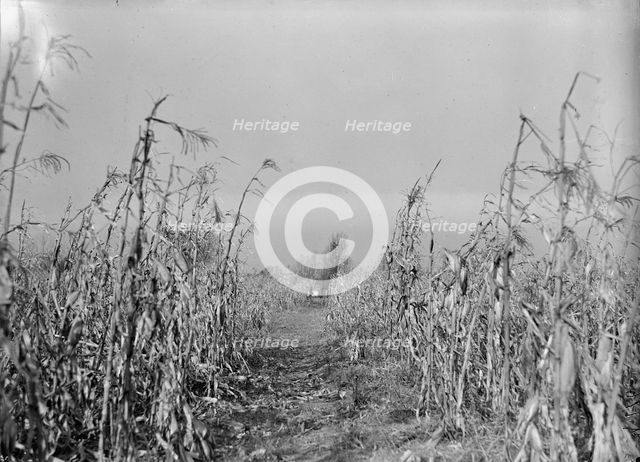 Boy Scouts, Boy Scout Farm, 1917. Creator: Harris & Ewing.