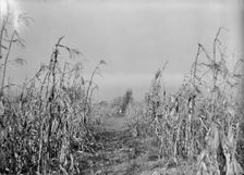 Boy Scouts, Boy Scout Farm, 1917. Creator: Harris & Ewing