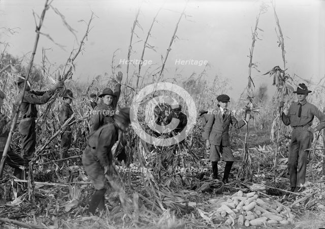Boy Scouts, Boy Scout Farm, 1917. Creator: Harris & Ewing.