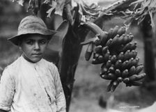 Boy with bananas growing on a tree, Tenerife, Canary Islands, Spain, c1920s-c1930s(?)