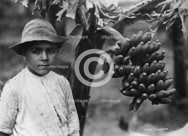 Boy with bananas growing on a tree, Tenerife, Canary Islands, Spain, c1920s-c1930s(?). Artist: Unknown