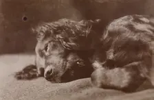Boyce, Portrait of a Setter Dog, 1880-1890. Creator: Thomas Eakins