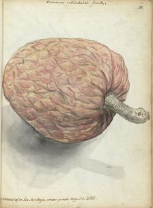 Boannona or wild serikaja, 1785. Creator: Jan Brandes