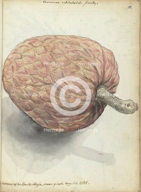 Boannona or wild serikaja, 1785.  Creator: Jan Brandes.